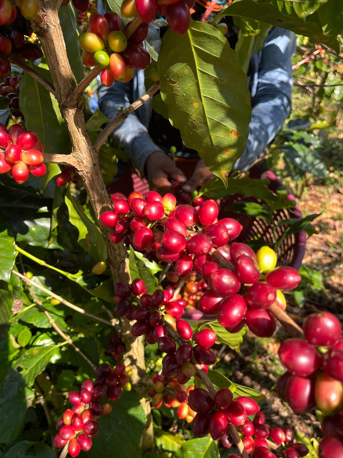 Múcaro Series - Costa Rica Catigua Single Origin