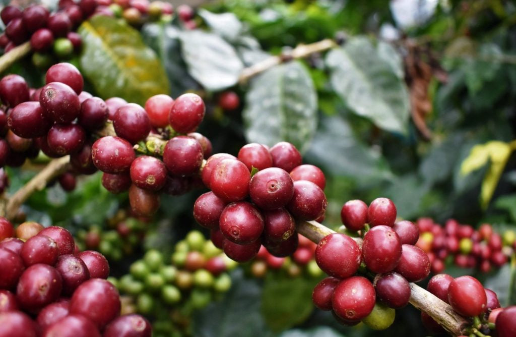 red coffee cherries from ethiopia