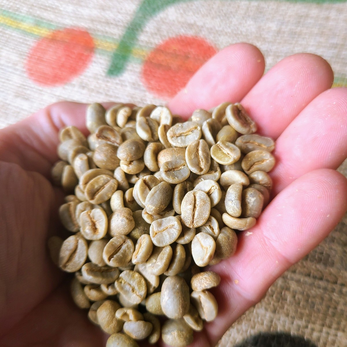 cerrado mineiro green processed coffee