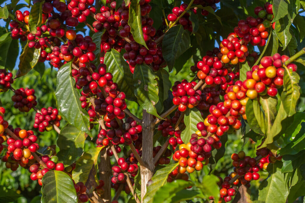 Múcaro Series - Brazil Cerrado