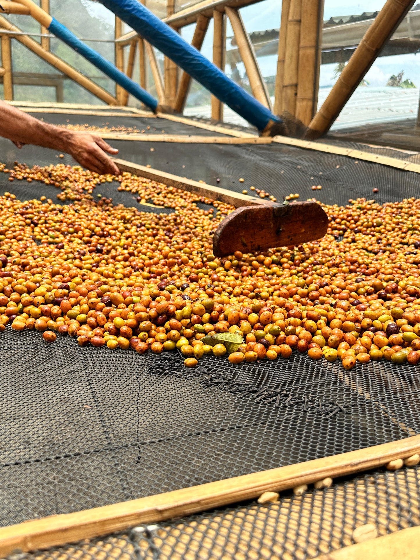 specialty green coffee being dried and processed