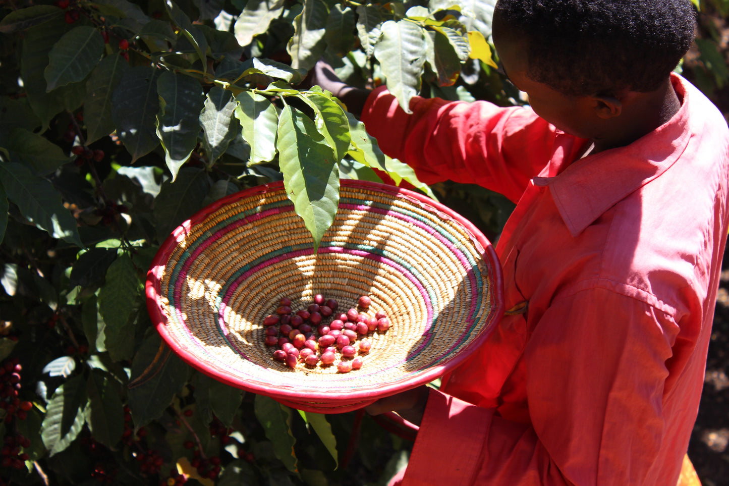 Person holding a woven basket with coffee cherries on a coffee plant