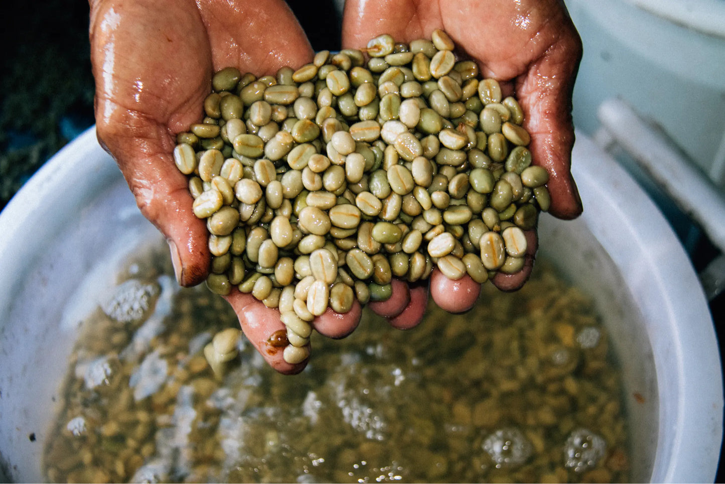 Hands holding green coffee beans above a water basin