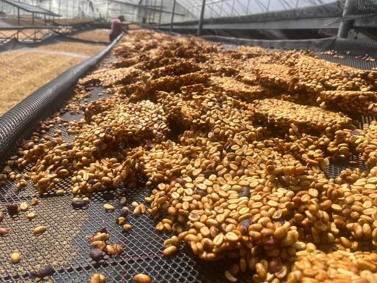 Múcaro Series - Costa Rica Tarrazú Single Origin