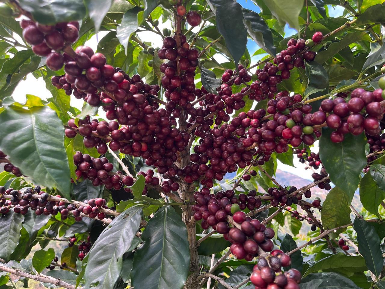 Múcaro Series - Costa Rica Tarrazú Single Origin