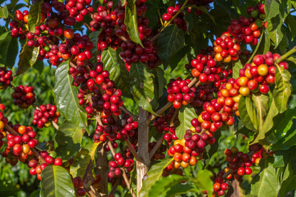 Múcaro Series - Brazil Cerrado
