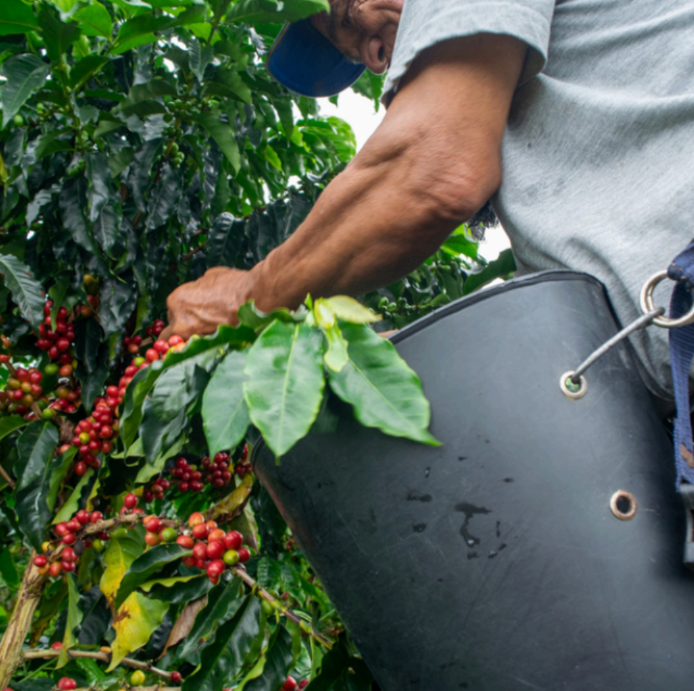 A close-up of a person harvesting red coffee cherries from a coffee plant, holding a black bucket to collect the ripe berries.