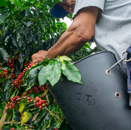 A close-up of a person harvesting red coffee cherries from a coffee plant, holding a black bucket to collect the ripe berries.
