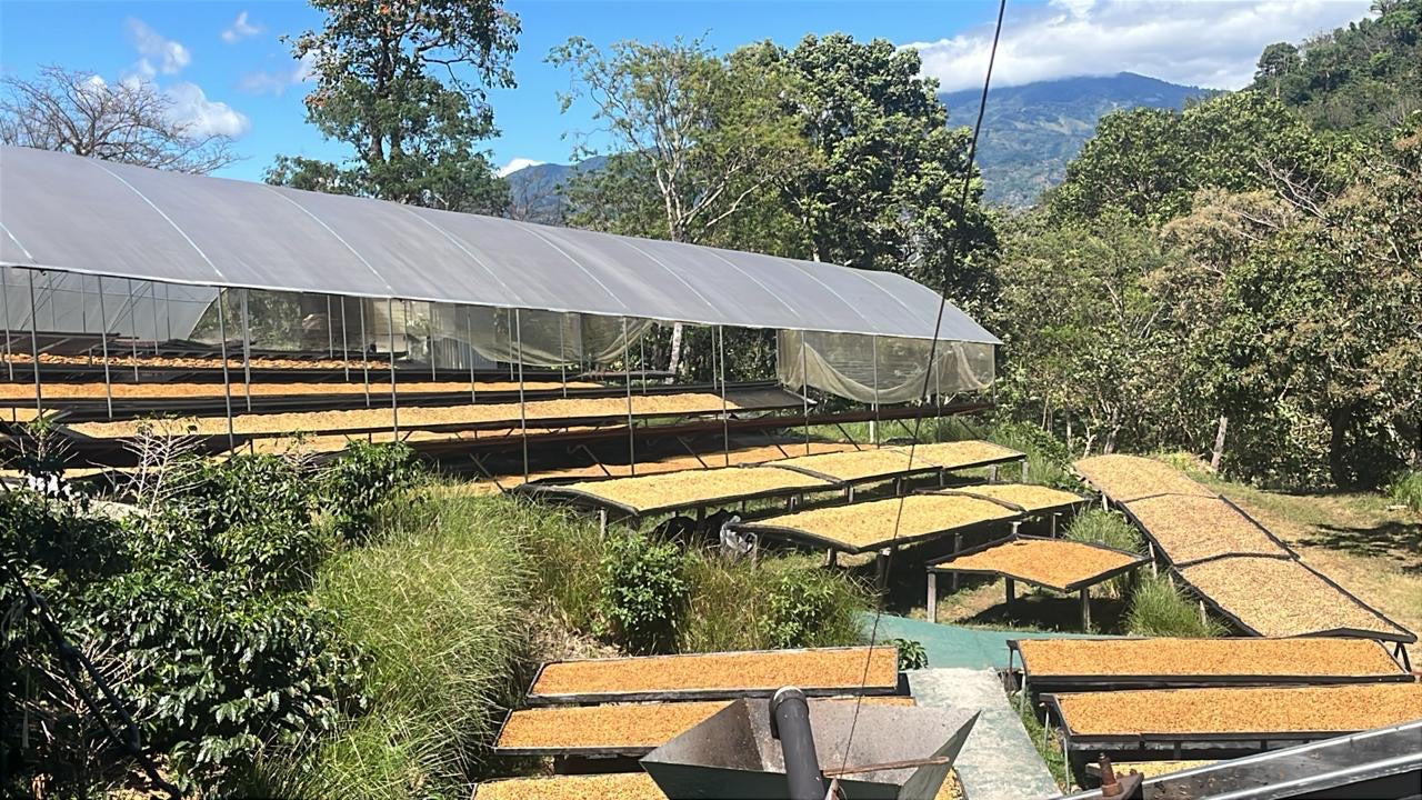 Múcaro Series - Costa Rica Tarrazú Single Origin