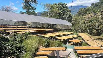 Múcaro Series - Costa Rica Tarrazú Single Origin